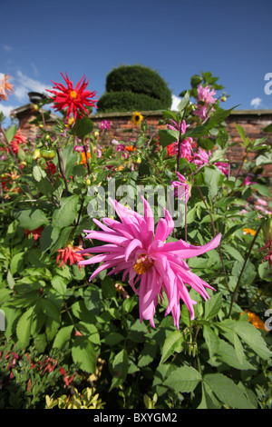 Nachlass von Tatton Park, England. Bunte Sommer Blick auf lila Dahlien in voller Blüte im Gemüsegarten Tatton Park. Stockfoto