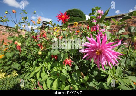 Nachlass von Tatton Park, England. Bunte Sommer Blick auf lila Dahlien in voller Blüte im Gemüsegarten Tatton Park. Stockfoto