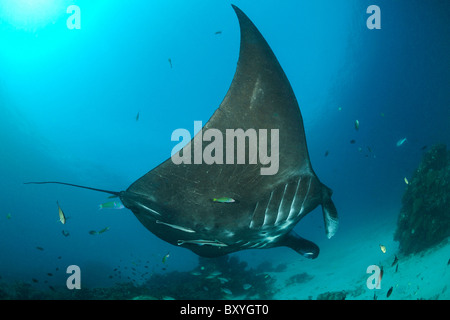 Black Manta auf Cleaning Station, Manta Birostris, Thalassoma Lunare, Raja Ampat, West-Papua, Indonesien Stockfoto