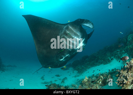 Black Manta auf Cleaning Station, Manta Birostris, Thalassoma Lunare, Raja Ampat, West-Papua, Indonesien Stockfoto