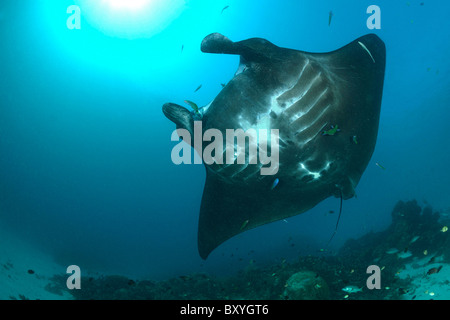 Black Manta auf Cleaning Station, Manta Birostris, Thalassoma Lunare, Raja Ampat, West-Papua, Indonesien Stockfoto