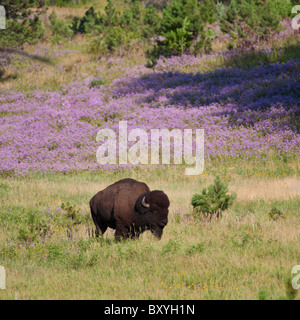 Amerikanische Bisons (Bison Bison) im Custer State Park Stockfoto