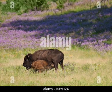 Amerikanische Bisons (Bison Bison) mit Spanferkel Kalb im Custer State Park Stockfoto