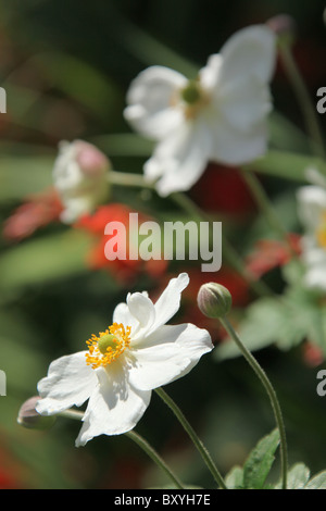 Weinend Asche Garten, England. Nahaufnahme Sommer Anemone Japonica in voller Blüte bei Weeping Asche Gärten. Stockfoto