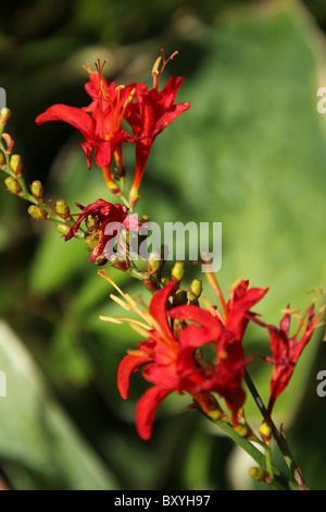 Weinend Asche Garten, England. Nahaufnahme Sommer von Crocosmia Lucifer in voller Blüte zu Wehklagen Asche Gärten. Stockfoto