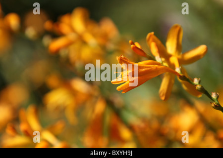 Weinend Asche Garten, England. Nahaufnahme Sommer von Crocosmia George Davidson in voller Blüte bei Weeping Asche Gärten. Stockfoto