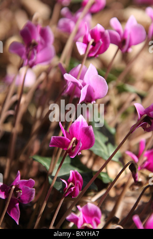 Weinend Asche Garten, England. Nahaufnahme Sommer von Cyclamen Hedenifoilium in voller Blüte bei Weeping Asche Gärten. Stockfoto