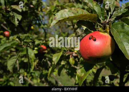 Zwei Marienkäfer Sonnenbaden auf einen Apfel Stockfoto
