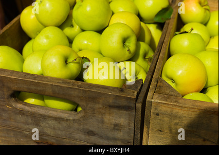 Grüne Äpfel in box Stockfoto