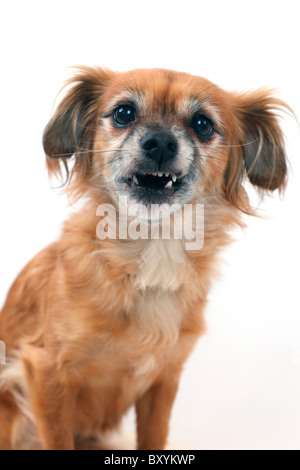 Gemischte Rasse Hund auf weißen Studio-Hintergrund machen ein lustiges Gesicht Stockfoto