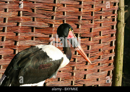 Sattel in Rechnung Storch Stockfoto