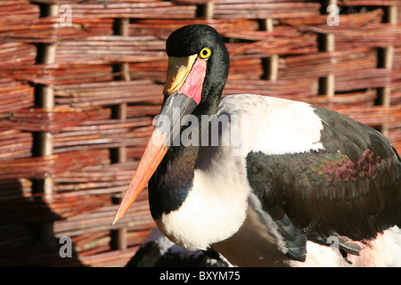 Sattel in Rechnung Storch Stockfoto