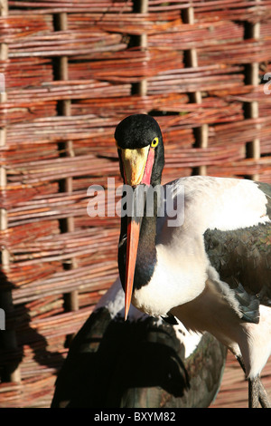 Sattel in Rechnung Storch Stockfoto