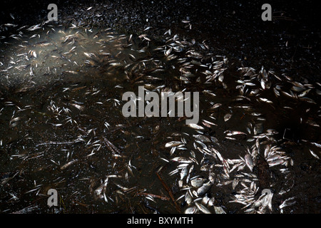 In Vichy gefangen Fisch während der Allier See Entleerung (Frankreich). Ein Vichy Poissons Piégés Lors De La Vidange du Lac d ' Allier. Stockfoto