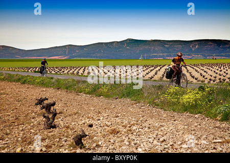 Viñas Junto al Parque Nacional de Las Tablas de Daimiel Ciudad Real Castilla La Mancha España Weinberge Nationalpark Spanien Stockfoto