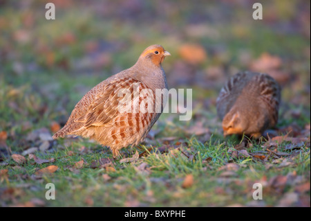 Grau-Rebhuhn (Perdix Perdix) männlichen Wache während Weibchen füttert. Stockfoto