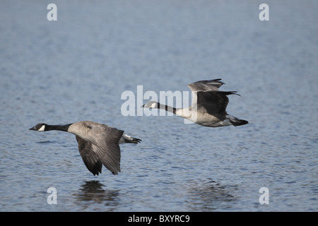 Kanadagans Branta Canadensis, zwei Fliegen über schottische See im nördlichen Perthshire Stockfoto