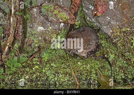 Schermaus, Arvicola Amphibius Essen Reed, Derbyshire Stockfoto