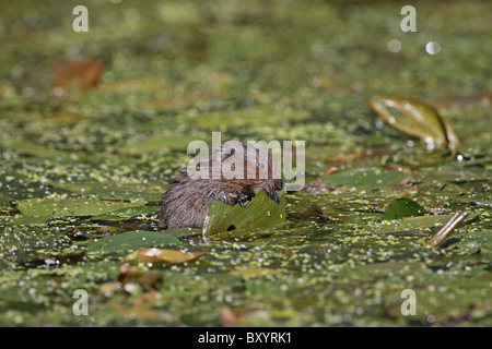 Schermaus, Arvicola Amphibius Verzehr Pflanze, Derbyshire Stockfoto