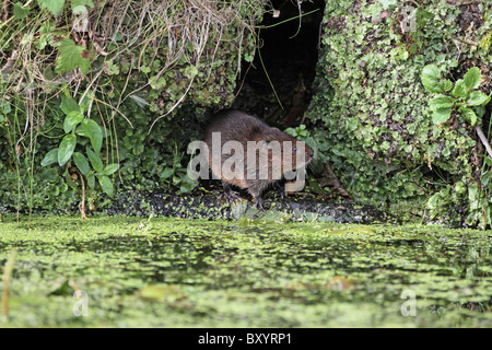 Schermaus, Arvicola Amphibius am Loch, Derbyshire Stockfoto