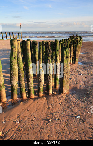 Dawlish Warren, sonnigen Winternachmittag, Devon, England, UK Stockfoto