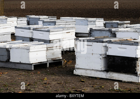 Bienenstöcke im Feld-Hof Stockfoto