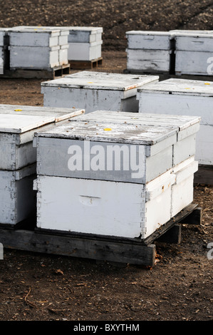 Bienenstöcke im Feld-Hof Stockfoto