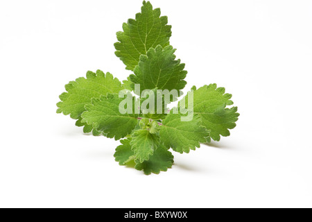 Moschusbusch (Tetradenia riparia) auf weißem Hintergrund Stockfoto