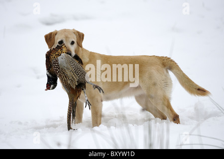 Blonde Labrador Retriever im Schnee an einem Shooting-Tag Stockfoto