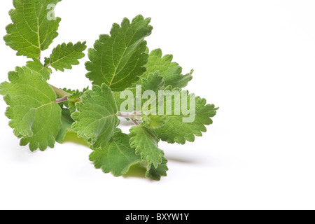 Nahaufnahme von Moschus Bush (Tetradenia Riparia) schneiden auf weißem Hintergrund Stockfoto