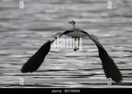 Großer Reiher Porträt fliegen. In sieben Städten See auf den Azoren genommen. Stockfoto