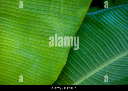 Grüne Blätter Stockfoto