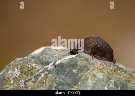 Eine Schnecke auf einem bunten Felsen. Stockfoto