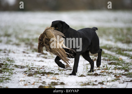 Labrador Retriever abrufen im Schnee an einem Shooting-Tag Stockfoto