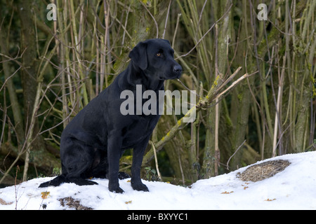 Schwarze Labrador Retriever an einem Shooting-Tag Stockfoto