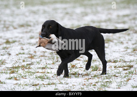 Labrador Retriever abrufen im Schnee an einem Shooting-Tag Stockfoto