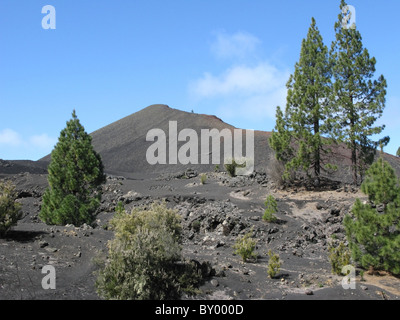 Schwarzer Sand, der vulkanischen Landschaft und Pinien, in der Gegend von Las Arena nedgras, Tenerife, Islas Canarias (Kanarische Inseln), Spanien. Stockfoto