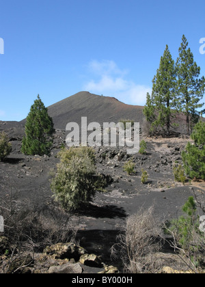 Schwarzer Sand, der vulkanischen Landschaft und Pinien, in der Gegend von Las Arena nedgras, Tenerife, Islas Canarias (Kanarische Inseln), Spanien. Stockfoto