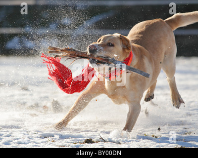 Erwachsener Labrador Retriever Hund spielen mit Stock im verschneiten winter Stockfoto