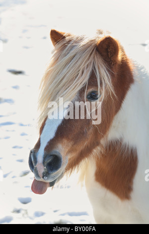 lustiges kleines Pony mit Zunge heraus Stockfoto