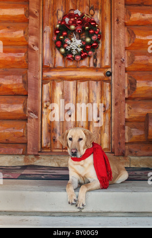 gelber Labrador sitzt auf Kabine Veranda, während der Ferien Stockfoto