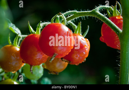 Detailansicht von Cherry-Tomaten im Hausgarten, Beaverton, Oregon Stockfoto