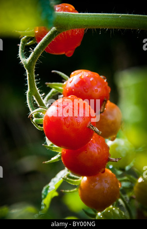 Detailansicht von Cherry-Tomaten im Hausgarten, Beaverton, Oregon Stockfoto