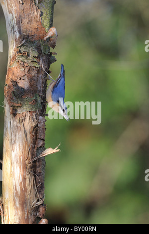 Eurasische Kleiber (Sitta Europaea) auf der Suche nach Nahrung an einem toten Baumstamm - Louvain-La-Neuve - Belgien Stockfoto