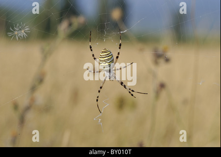 Radnetz Spinne - Spinne Wespe (Argiope Bruennichi) Web - Vaucluse - Provence - Frankreich Stockfoto