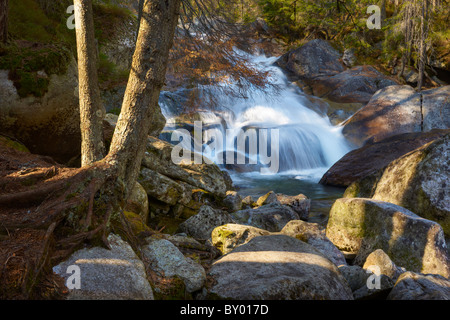 Gebirgsbach - Landschaft der hohen Tatra, Tatra, Studena-Tal, Slowakische Republik Stockfoto