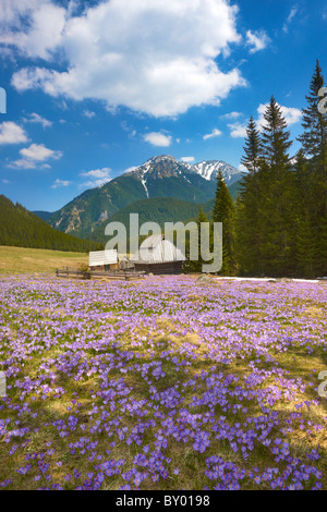 Chocholowska Tal - Tatra-Gebirge, Polen Stockfoto