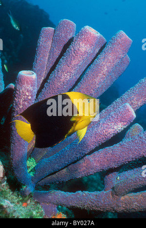 Rock-Schönheit (Holacanthus Tricolor) mit Rohr Schwamm (Callyspongia Vaginalis) Bonaire, Niederländische Antillen, Karibik, Atlantik Stockfoto