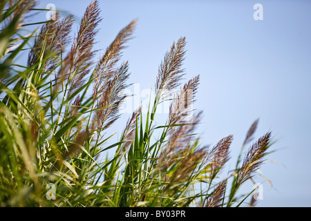 Bambuspflanze in Blüte Stockfoto