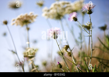 Lila Disteln und Kuh Petersilie Stockfoto